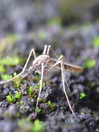 Close-up of insect on land