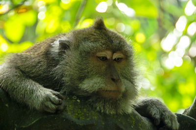 Close-up of monkey sitting on tree