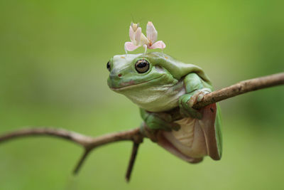 Close-up of frog on branch