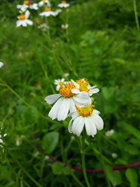 Close-up of white flowering plant on field