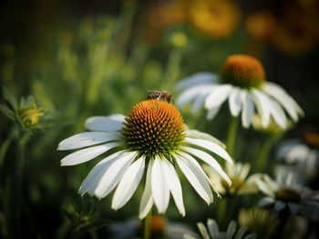Close-up of insect on flower