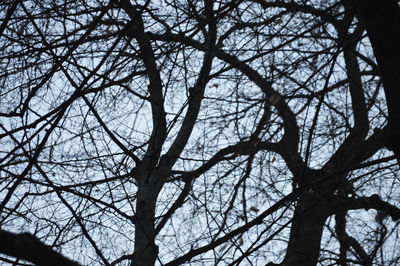 Low angle view of silhouette bare tree against sky