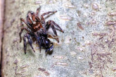 High angle view of insect