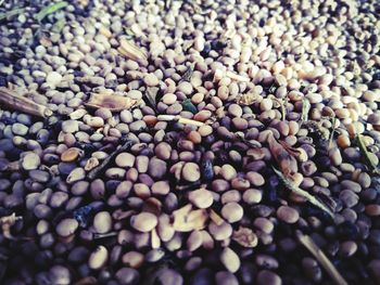 large group of objects