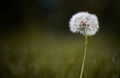 Close-up of dandelion
