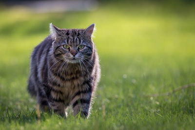 Portrait of cat standing on grassy field