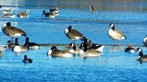 Ducks swimming in lake