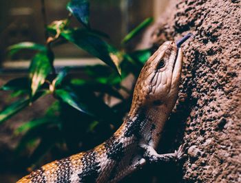 Close-up of lizard on rock