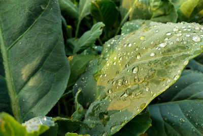 Water drop on chinese kale leaves close up