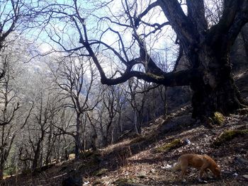 Bare trees in forest