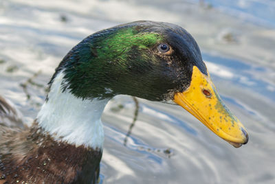 bird