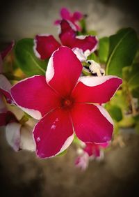 Close-up of pink flower blooming outdoors