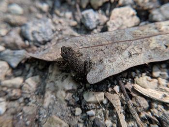 Tiny frog on forest ground