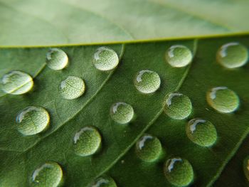 Green leaves with water droplets