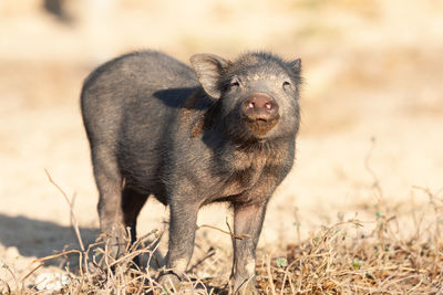 Wild pigs in the city of phuket, thailand