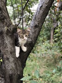 Portrait of a cat on tree