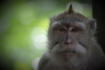 Portrait of monkey