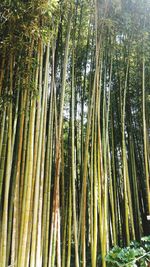 Low angle view of bamboo trees in forest