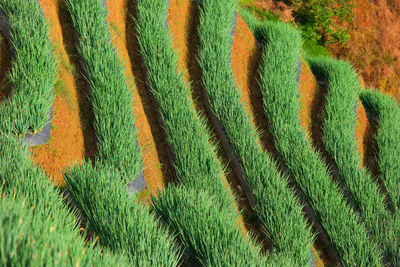 Full frame shot of onions