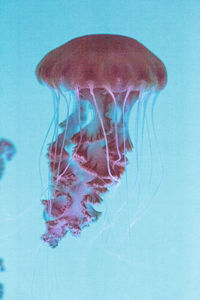 Close-up of jellyfish swimming in sea