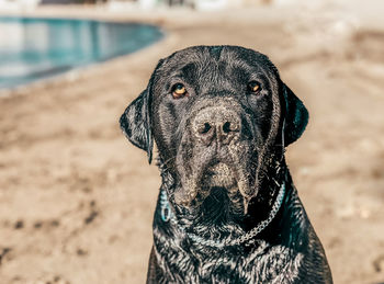 Close-up portrait of a dog on beach