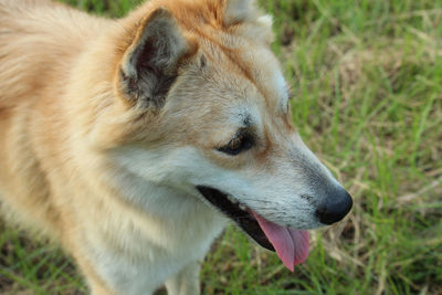 Close-up of dog looking away