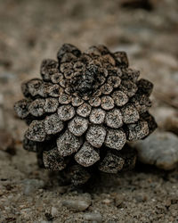 Close-up of dried plant on field