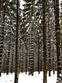 Snow covered pine trees in forest during winter