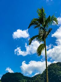 Low angle view of coconut palm tree against blue sky