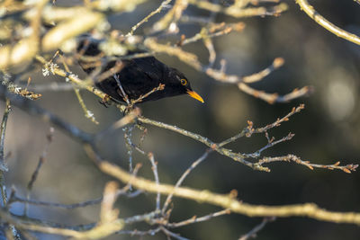 A blackbird with attitude among the branches. the picture is taken in sweden during winter.