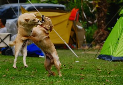 View of a dog on field