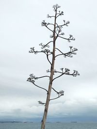 Bare tree by sea against sky