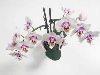 Close-up of flowers over white background