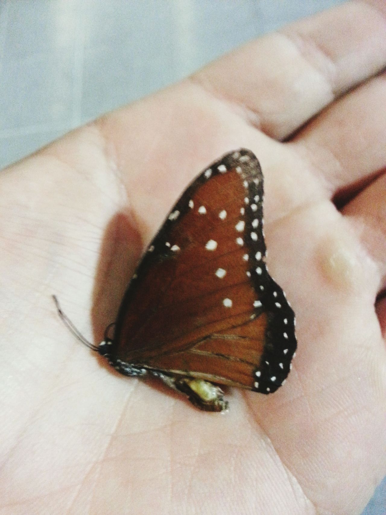 Mariposa de luz