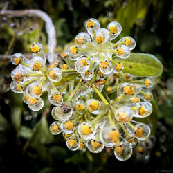 Close-up of flowers against water
