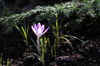 Close-up of pink crocus flowers on field