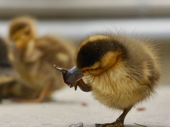 Close-up little duck