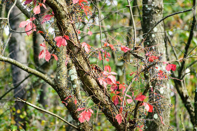 Close-up of flower tree