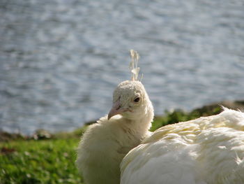 Close-up of swan in lake