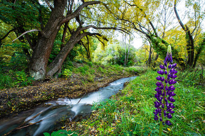 Scenic view of waterfall in forest