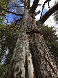 Low angle view of tree against sky