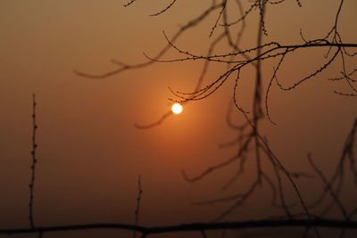 Silhouette tree against sky during sunset