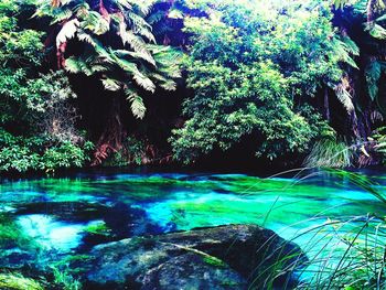 Scenic view of forest