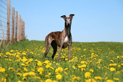 Portrait of dog standing on green field against clear blue sky