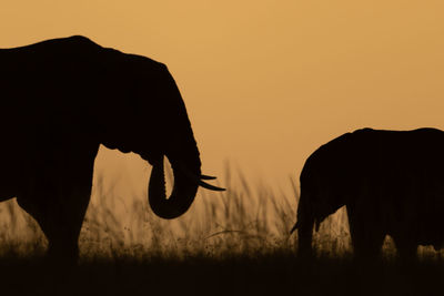 Close-up of african bush elephant and calf