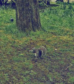 Trees on grassy field