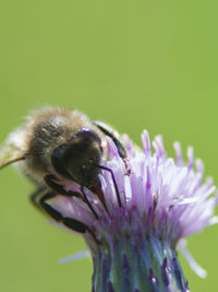 Close-up of bee on flower