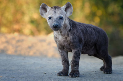 African black spotted hyena