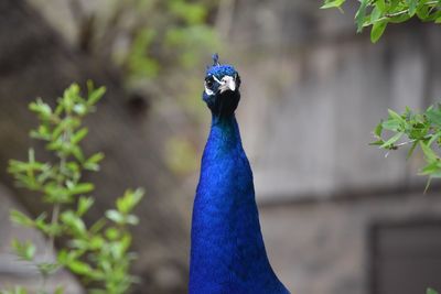 Close-up of a peacock