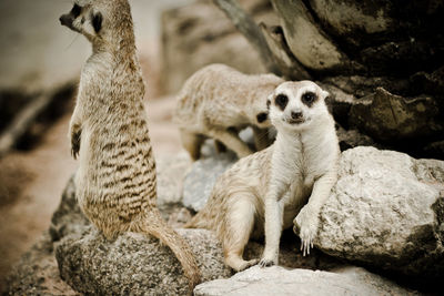 Meerkats on rock